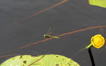 Brilliant emerald dragonfly (Somatochlora metallica) flying over wetlaand habitat, central Finland, July.