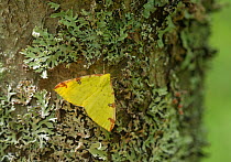 Brimstone moth (Opisthograptis luteolata) on lichen, central Finland, June.