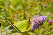 Brimstone moth (Gonepteryx rhamni) male feeding on Scabious flower nectar, South Karelia, southern Finland, July.