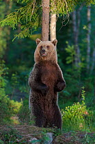 European brown bear (Ursus arctos arctos) scratching its back, northern Finland, June.