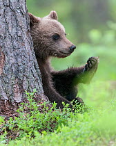 European brown bear (Ursus arctos arctos) young cub, northern Finland, July.
