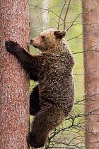 European brown bear (Ursus arctos arctos) adult climbing, northern Finland, May.