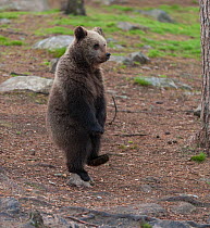 European brown bear (Ursus arctos arctos) standing on one foot, northern Finland, May.