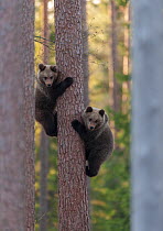 European brown bear (Ursus arctos arctos) two cubs climbing tree, northern Finland, May.