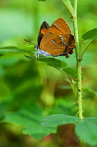 Brown Hairstreak butterfly (Thecla betulae) female, Aland Islands, Finland, August.