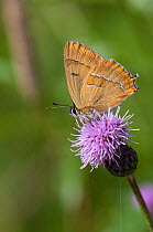 Brown Hairstreak butterfly (Thecla betulae) male feeding on Plume thistle flower, southwest Finland, August.