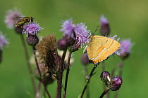 Brown Hairstreak butterfly (Thecla betulae) female feeding on plume thistle flower, southern Finland, August.