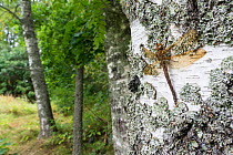 Brown Hawker dragonfly (Aeshna grandis) resting on birch tree trunk, Pirkanmaa, Finland, September.