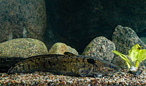Burbot (Lota lota) from central Finland, May.