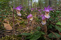 Calypso orchid (Calypso bulbosa) in woodland habitat, Lapland, Finland, June.