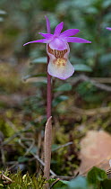 Calypso orchid (Calypso bulbosa) Lapland, Finland, June.