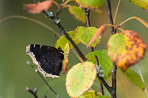 Camberwell beauty butterfly (Nymphalis antiopa)  Joutsa (formerly Leivonmaki), Finland, August.