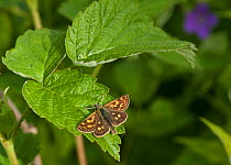 Arctic Skipper butterfly (Carterocephalus palaemon) male, central Finland, June.