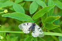 Clouded Apollo butterfly (Parnassius mnemosyne) female, southwest Finland, June.