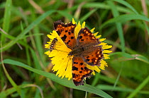 Comma butterfly (Polygonia c-album) and hoverfly on dandelion, South Karelia, southern Finland, September.