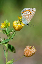 Common Blue butterfly (Polyommatus icarus) southern Finland, July.