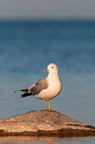 Common Gull (Larus canus canus) on coast, southern Finland, May.