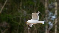 Common Gull (Larus canus canus) in flight, central Finland, April.