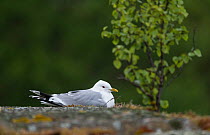 Common Gull (Larus canus canus) nesting adult, Aland Islands, Finland, June.