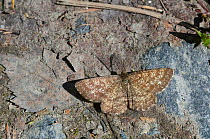Common Heath butterfly (Ematurga atomaria) male sunning on ground, central Finland, June.
