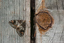 Common Marbled Carpet moth (Chloroclysta truncata) resting on wood, South Karelia, southern Finland, June.