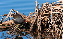 Common Moorhen (Gallinula chloropus) walking by nest in reed bed, southern Finland, May.
