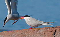 Common Tern (Sterna hirundo) female with Three spined stickleback (Gasterosteus aculeatus) given as courtship offering, southern Finland, May.