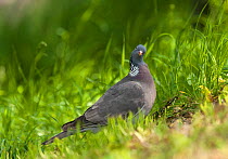 Common Wood Pigeon (Columba palumbus) with head turned to camera, Aland Islands, Finland, June.
