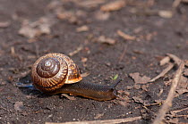 Copse snail (Arianta arbustorum) Aland Islands, Finland, April.
