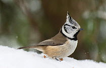 Crested Tit (Lophophanes cristatus cristatus) on snowy ground, central Finland, January.