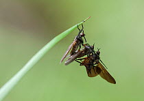 Dance fly (Empis borealis) male copulating female, holding with dead male nuptual gift. central Finland, May.