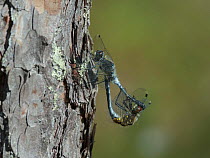 Dark Whiteface dragonflies (Leucorrhinia albifrons) copulating, Joutsa (formerly Leivonmaki), Finland, June.
