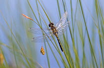 Dark Whiteface dragonfly (Leucorrhinia albifrons) female, resting, Joutsa (formerly Leivonmaki), Finland, June.