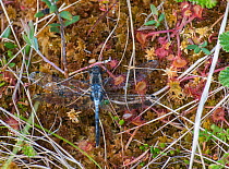 Dark Whiteface dragonfly (Leucorrhinia albifrons) male caught in Sundew (Drosera) Joutsa (formerly Leivonmaki), Finland, June.
