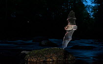 Daubenton's bat (Myotis daubentonii) hunting a mosquito. central Finland, June.