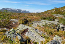 Dewy Ringlet butterfly (Erebia pandrose) flying in habitat, Lapland, Finland, July.