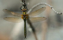 Downy Emerald dragonfly (Cordulia aenea) resting, southern Finland, May.