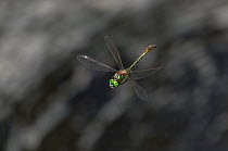 Downy Emerald dragonfly (Cordulia aenea) in flight, South Karelia, southern Finland, June.