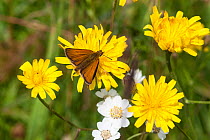 Essex Skipper butterfly (Thymelicus lineola) male on Hawksbit flower central Finland, July.