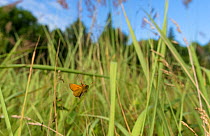 Essex Skipper butterfly (Thymelicus lineola) flying in grassland habitat, Aland Islands, Finland, July.