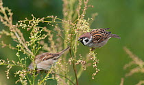 Eurasian Tree Sparrow (Passer montanus) and a House Sparrow (Passer domesticus) feeding on seeds, South Karelia, southern Finland, September.