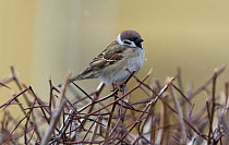Eurasian Tree Sparrow (Passer montanus) central Finland, March.