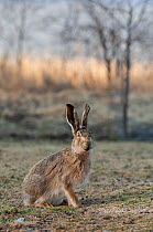 European hare (Lepus europaeus) portrait, central Finland, April.