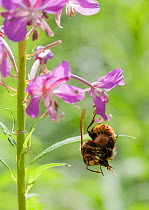 European hornet (Vespo crabro) feeding on bumblebee, South Karelia, southern Finland, July.