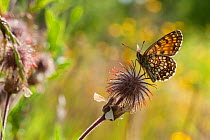 False Heath Fritillary butterfly (Melitaea diamina) Pirkanmaa, Finland, June.