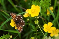 False Heath Fritillary butterfly (Melitaea diamina) female on buttercup, Pirkanmaa, Finland, June.