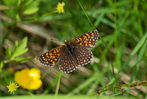 False Heath Fritillary butterfly (Melitaea diamina) male resting, Pirkanmaa, Finland, June.