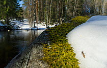 February Red stonefly (Taeniopteryx nebulosa) on snow in spring, besdie water, central Finland, April.