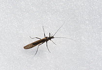 February Red stonefly (Taeniopteryx nebulosa) on snow, central Finland, April.