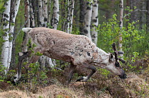 Finnish forest reindeer (Rangifer tarandus fennicus) male moulting in summer, northern Finland, February.